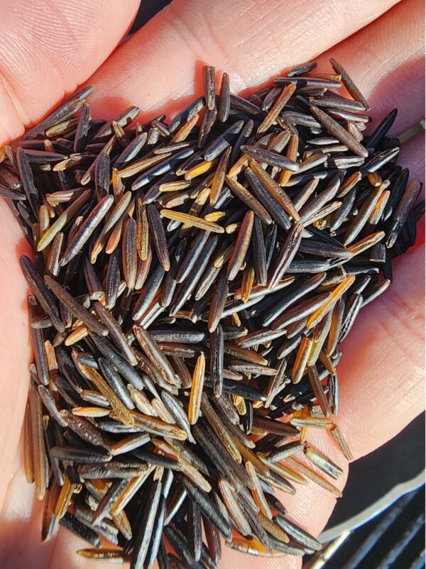 Minnesota Cultivated Long Grain Wild Rice - 2 LB